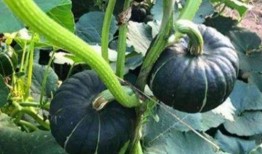 网红陈妮妮吃瓜图片大全,网红美食生活大揭秘