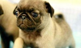 巴哥最新爆料信息,最新爆料信息大起底