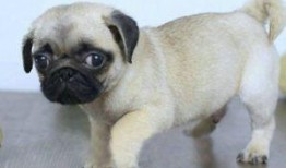 巴哥最新爆料信息,最新爆料信息大起底