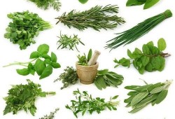 野菜生活爆料视频大全最新,揭秘大自然中的绿色宝藏