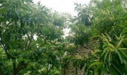 淫羊藿最新爆料,揭秘神奇草本植物的神奇功效与最新研究进展