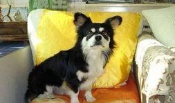 狗日子在线观看,在线观看，温情满满的家庭生活记录