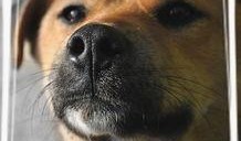 狗日子在线观看,在线观看，温情满满的家庭生活记录