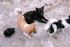 知名狗崽爆料事件视频,揭秘知名事件背后惊人真相