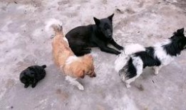 知名狗崽爆料事件视频,揭秘知名事件背后惊人真相