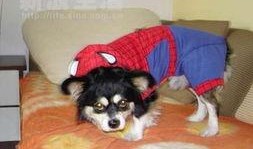 狗日子在线观看,在线观看，温情满满的家庭生活记录