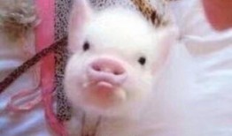 娱乐吃瓜酱猪猪视频