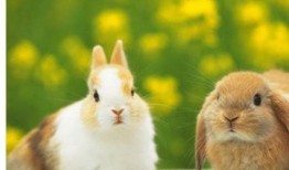 兔子日常爆料视频,揭秘萌宠兔子的欢乐时光