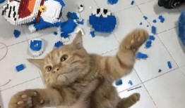 张猫猫爆料大橙子视频,大橙子视频背后的故事